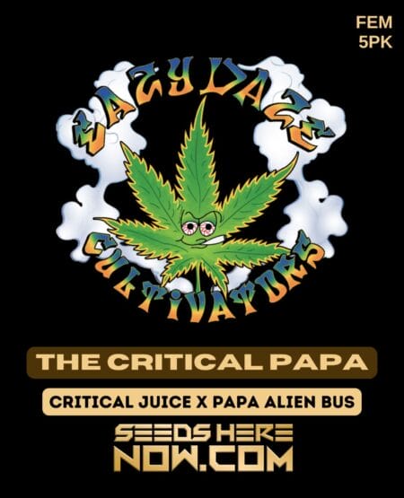 the Critical Papa (feminized) - Eazy Daze Cultivators