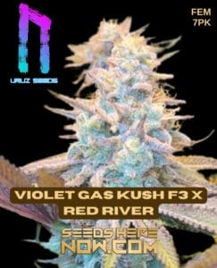 Violet Gas Kush F3 X Red River (feminized) - Uruz Seeds