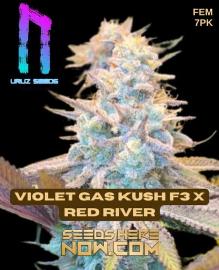 Violet Gas Kush F3 x Red River (Feminized) (space) Uruz Seeds