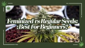 Feminized vs Regular Seeds: Best for Beginners?
