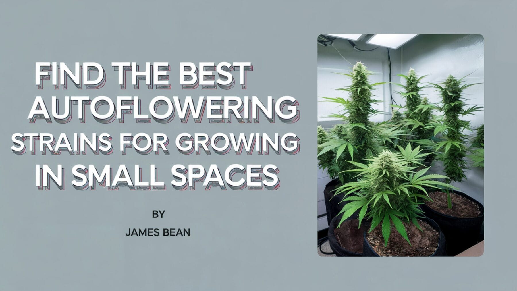 The Best Autoflowering Cannabis Strains for Growing in Small Spaces