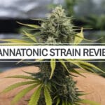 Cannatonic Strain Review