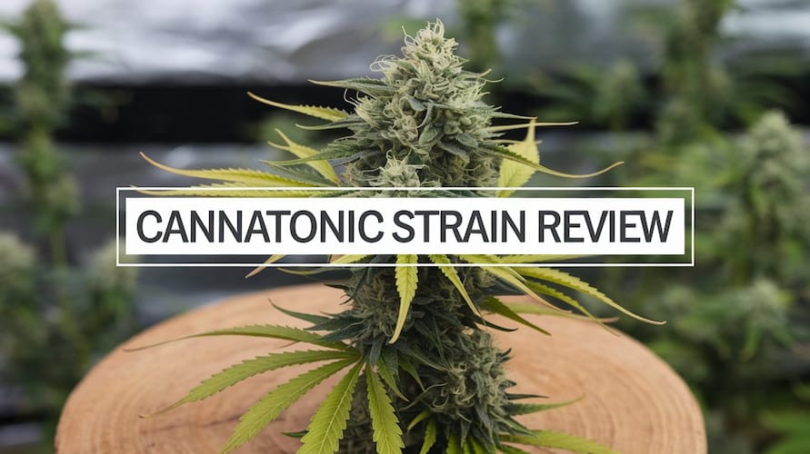 Cannatonic Strain Review and Information