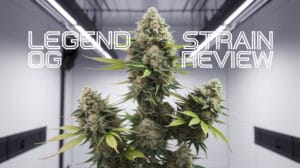 A-medium-shot-of-a-cannabis-plant-with-l_wikeyxidti-0p8torqnlow_w0fozw7frzyyj6-ykdzeig - Seeds Here Now Legend Og Strain Review: an Iconic Indica