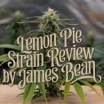 Lemon Pie Strain Review