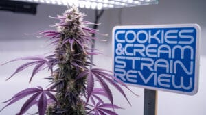 A-photo-of-a-cannabis-plant-with-purple-_5cnn6kcqrd25whyxsczx4w_nyn9jp4nt-krhzfixymx1w - Seeds Here Now Cookies and Cream Strain Review: a Sweet Treat