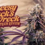 Cheesy Jack's Wreck Strain Review