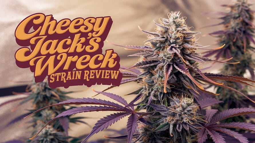 Cheesy Jack’s Wreck Strain Review and Information