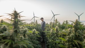 Social Responsibility In Feminized Weed Seed Production – Social Responsibility in Feminized Weed Seed Production