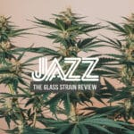 Jazz the Glass Cbd Strain Review