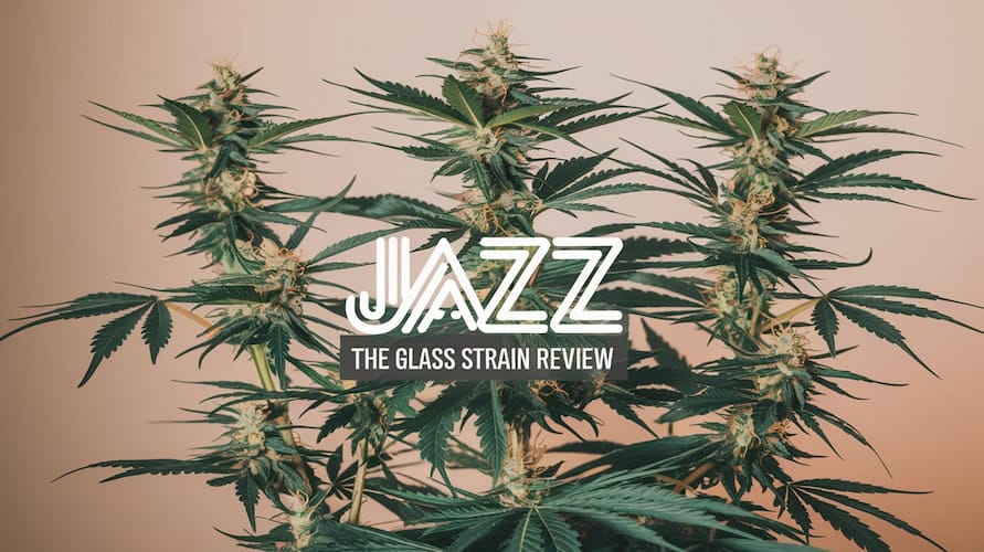 Jazz The Glass CBD Strain Review and Information