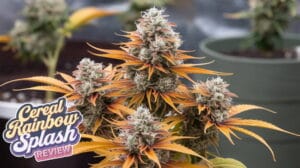 A-realistic-image-of-a-cannabis-plant-wi_oeonrqqds7ce85_ulbw_qw_1_bzmtodq16onn0cgrzxxg - Seeds Here Now Cereal Rainbow Splash Strain Review and Information