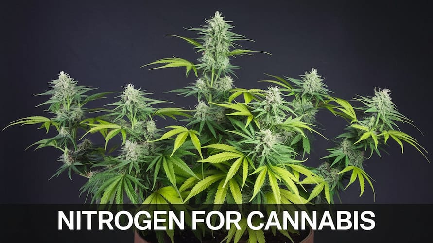 Top Nitrogen Supplements for Cannabis Growth