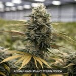 Afghan Hash Plant Strain Review