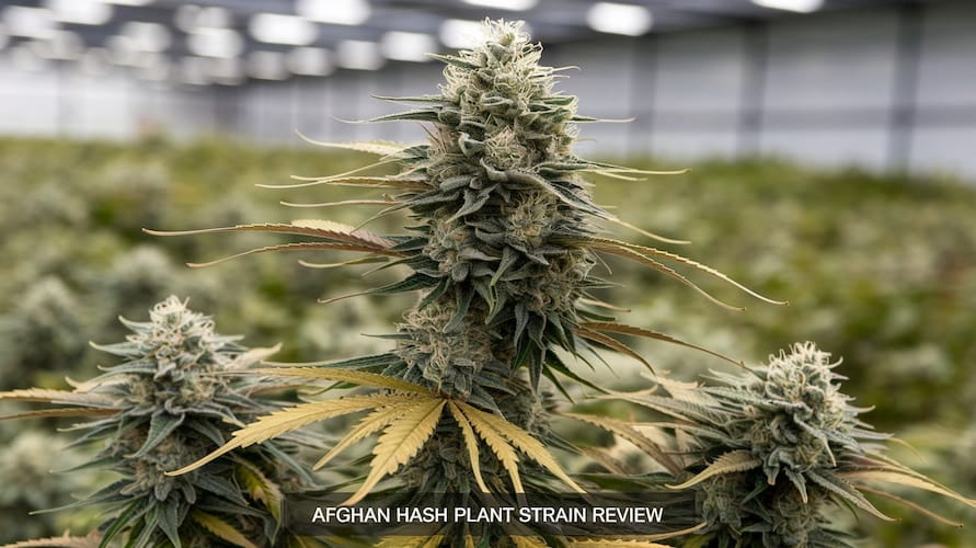 Afghan Hash Plant Strain Review: A Timeless Indica