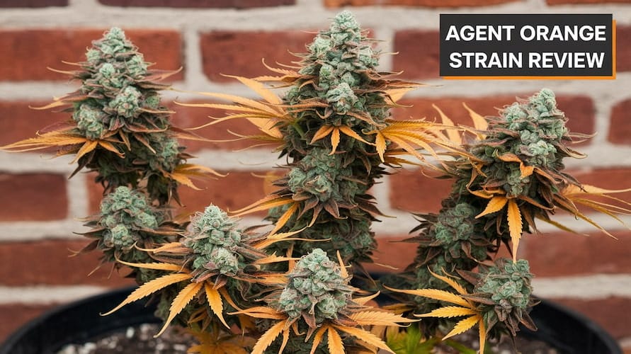 Agent Orange Strain Review and Information