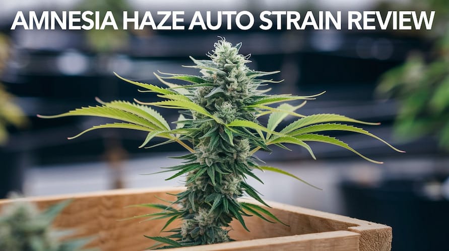 Amnesia Haze Auto Strain Review and Information