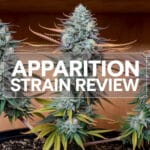 Apparition Strain Review