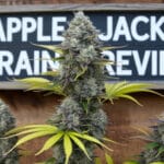 Apple Jack Strain Review