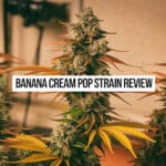 Banana Cream Pop Strain