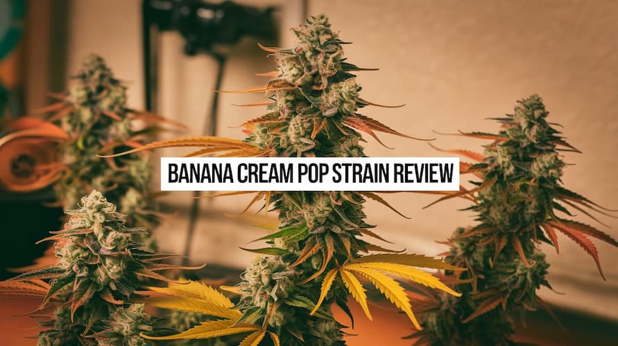 Banana Cream Pop Strain Review: A Tropical Treat