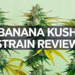 Banana Kush Strain Review