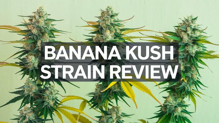 Banana Kush Strain Review: An Indica Classic