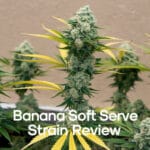 Banana Soft Serve Strain Review