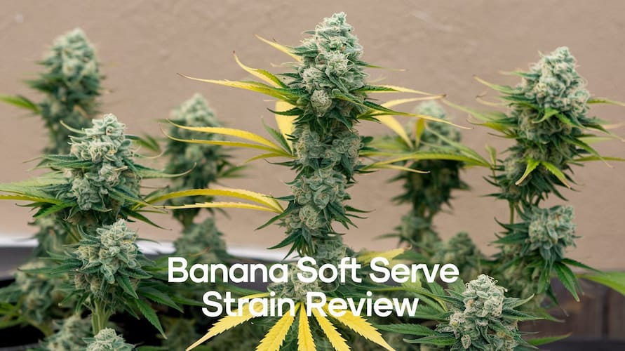 Banana Soft Serve Strain Review: A Frosty Hybrid Delight