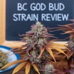 Bc God Bud Strain Review