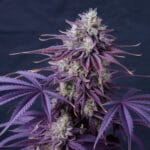 Biscotti Mintz Strain Review