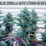 Blue Gorilla Auto Strain Review