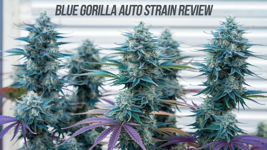 Blue Gorilla Auto Strain Review: An Autoflowering Beast