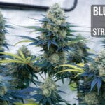 Blue Grape Fuel Strain Review