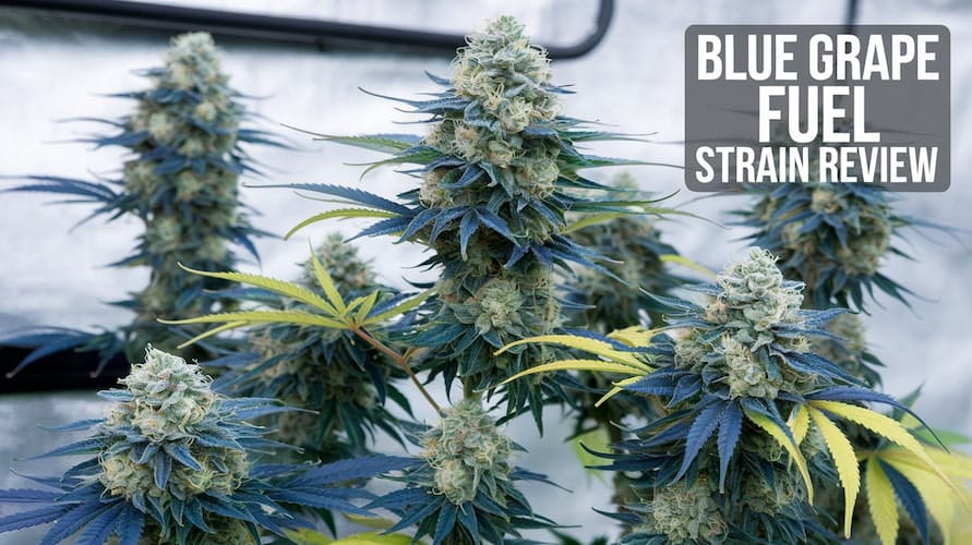 Blue Grape Fuel Strain Review: A Bold Indica Hybrid