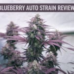 Blueberry Auto Strain Review