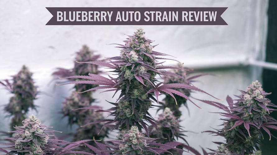 Blueberry Auto Strain Review: A Classic Autoflower