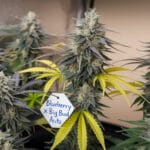 Blueberry X Big Bud Auto Strain Review