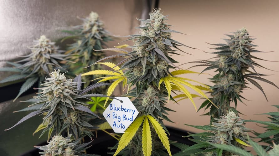 Blueberry x Big Bud Auto Strain Review and Information