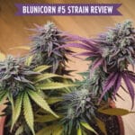 Blunicorn #5 Strain Review