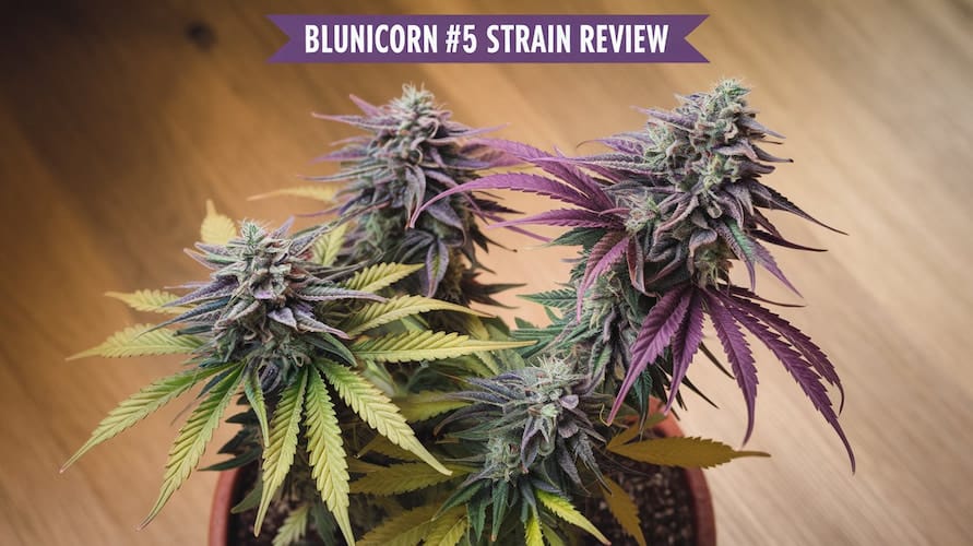 Blunicorn #5 Strain Review: A Rare Treat