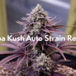 Bubba Kush Auto Strain Review