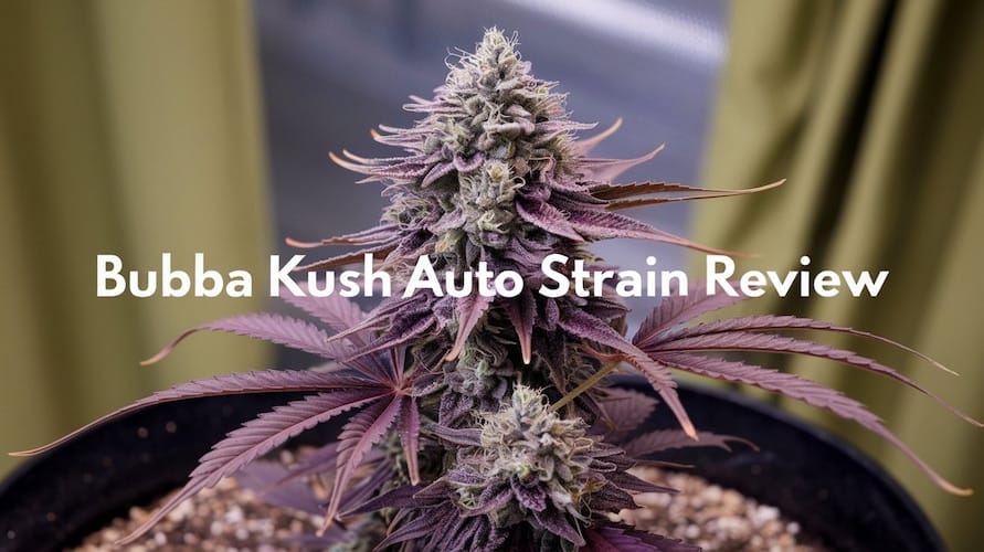 Bubba Kush Auto Strain Review: An Iconic Autoflower