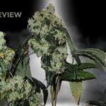 Chem 91 Strain Review