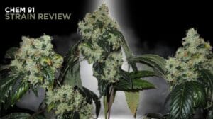 Chem-91-strain-review - Seeds Here Now Chem 91 Strain Review and Information: a Cannabis Icon