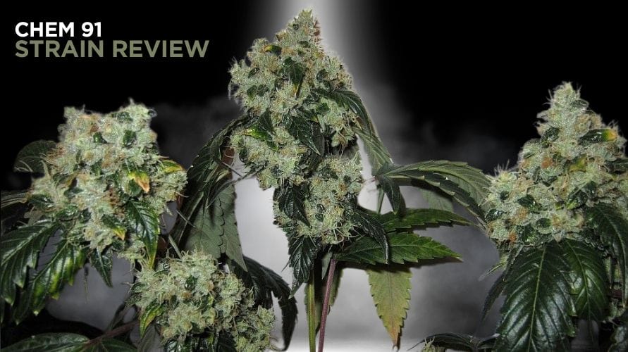 Chem 91 Strain Review and Information: A Cannabis Icon