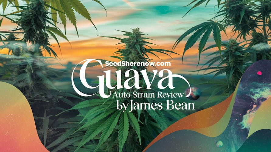 Guava Auto Strain Review: A Tropical Delight for Cannabis Enthusiasts