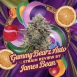 Gummy Bearz Auto Strain Review