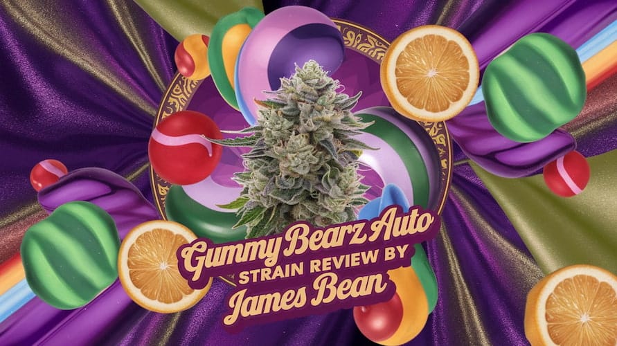 Gummy Bearz Auto Strain: A Sweet Treat for Cannabis Enthusiasts