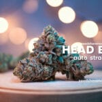 Head Band Auto Strain Review